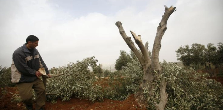 Tarqumiya: Settlers uproot 100 fruit trees