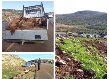 12 sheep heads run over by a settler near al-Mughayir