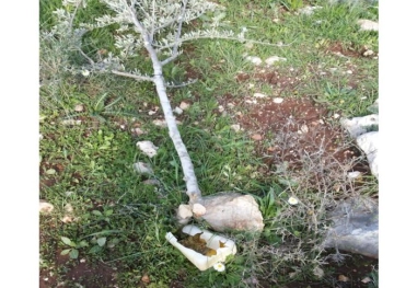 The occupation pulls out 50 olive trees in Bruqin