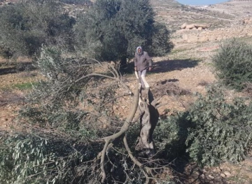 Settlers cut olive trees and write racist writings near Hebron