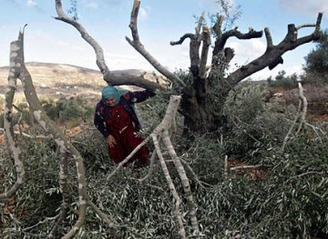 Settlers cut olive trees in the changer