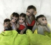 China reproduces genetically modified monkeys