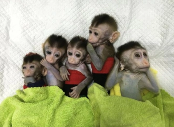 China reproduces genetically modified monkeys