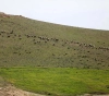 Settlers hunt sheep herders in the northern Jordan Valley