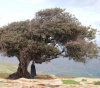 The tree of Sheikh Kamel .. A magnificent landmark on the mountains of Beit Dajan