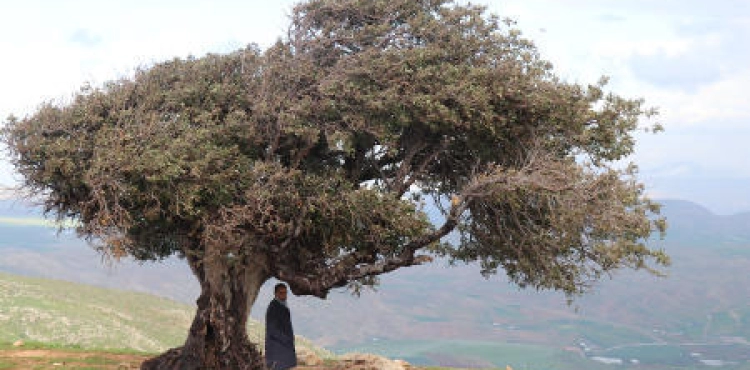 The tree of Sheikh Kamel .. A magnificent landmark on the mountains of Beit Dajan