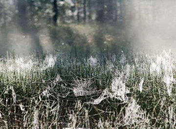 Spider web threads help in the invention of muscles for robots