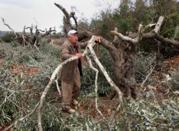 Settlers kill olive trees in Burin