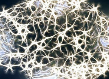 The development of &quot;mini brains&quot; controls muscles autonomously!