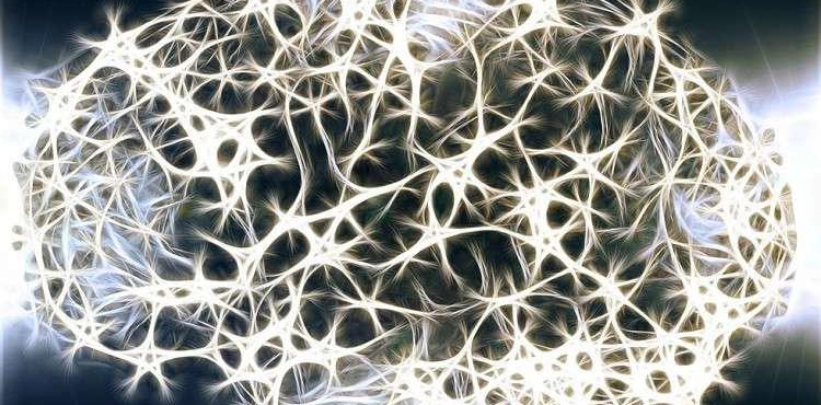 The development of &quot;mini brains&quot; controls muscles autonomously!