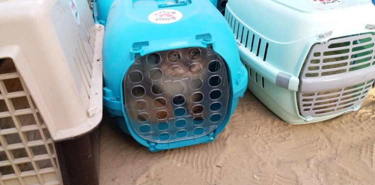 An international organization transporting 40 animals and birds from the Gaza Strip to Jordan