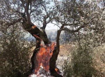 Settlers burn 1600 olive trees in Burin