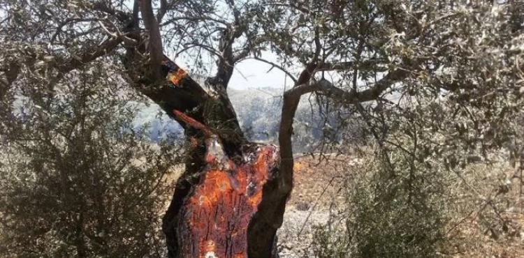 Settlers burn 1600 olive trees in Burin