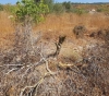 Settlers uproot 80 olive trees in Yasuf