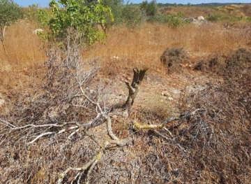 Settlers uproot 80 olive trees in Yasuf