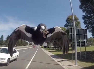 Australian authorities order the capture and liquidation of a very ferocious and dangerous animal