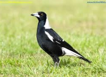 An old cyclist dies after a magpie swoops near Sydney