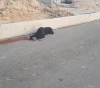 A woman was shot dead by the Israeli occupation forces at Qalandiya checkpoint