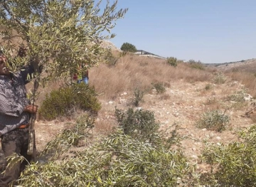 The occupation cuts dozens of olive trees in Salfit