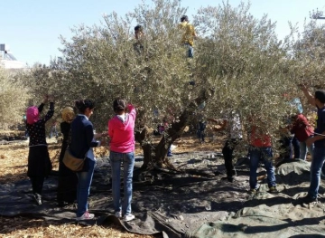 Calls to protect the olive season from the occupation and its settlers