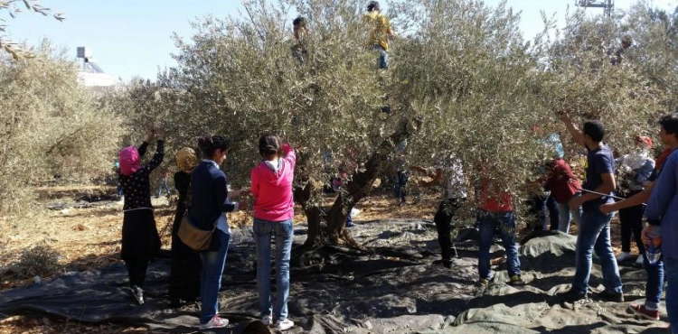 Calls to protect the olive season from the occupation and its settlers