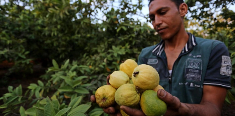 Gaza guava grapples with pests and salinity of water