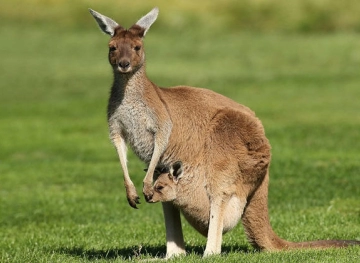 Australia launches kangaroo harvest program with meat as pet food