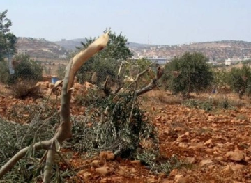 Settlers cut down 36 olive trees in Burin