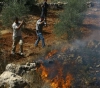 Settlers burn 80 olive trees in Burin