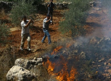 Settlers burn 80 olive trees in Burin