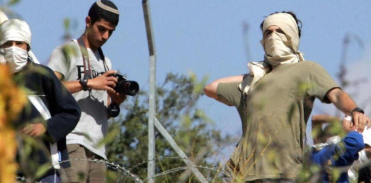 Report: High frequency of settler attacks in olive harvest season