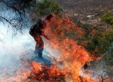 Many injures and burned 450 olive trees attacked by settlers in Burin