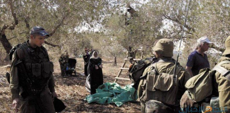 Settlers attack the olive pickers south of Bethlehem
