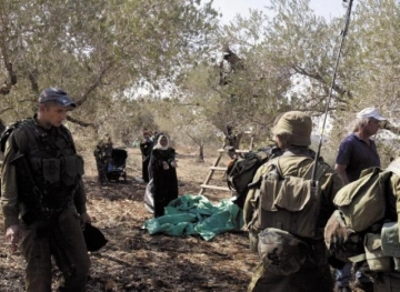 The occupation continues to expel the olive pickers from their lands in Qaryut