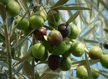 Settlers seize olive harvesting equipment in Yasuf