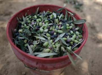 Settlers steal olive from Qaryut