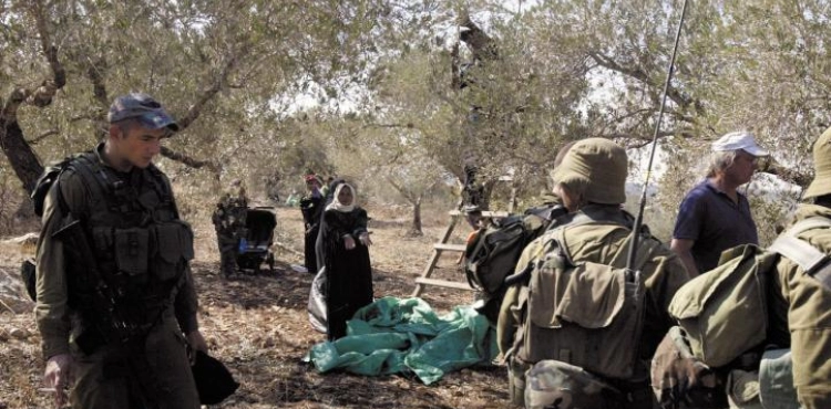 The suffering of farmers in the olive harvest in the lands behind the annexation and expansion wall