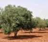 In Palestine, olive trees are surrounded by security gates and settlers are stealing their fruits