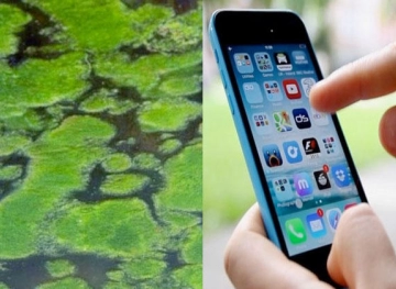 A new system connected to a mobile phone to detect harmful algae in water