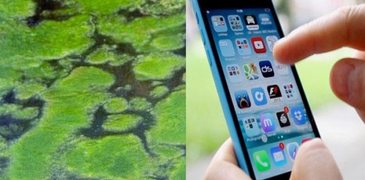 A new system connected to a mobile phone to detect harmful algae in water
