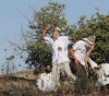 Settlers attack olive pickers in Jalud