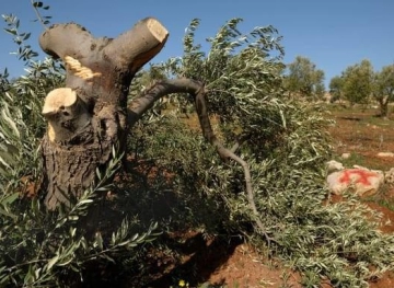 Settlers cut down 30 olive trees south of Nablus