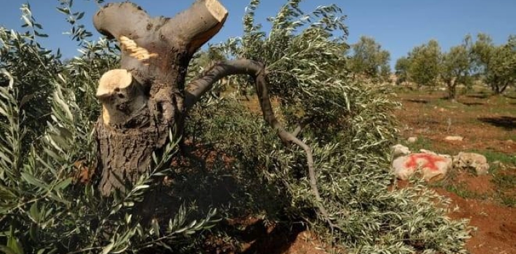 Settlers cut down 30 olive trees south of Nablus