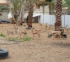 Photos | Gazan transforms part of his home into a garden to raise desert reem deer