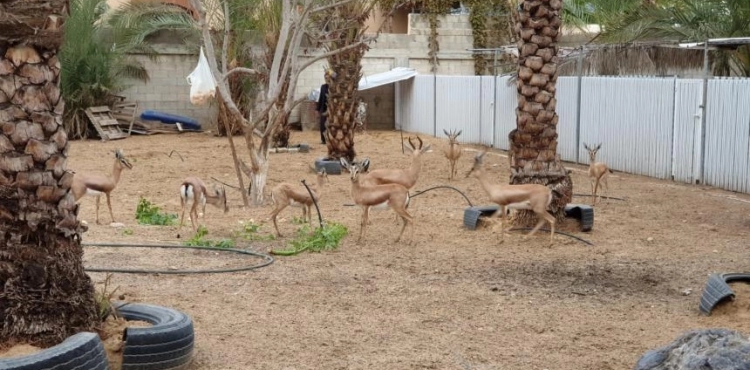 Photos | Gazan transforms part of his home into a garden to raise desert reem deer