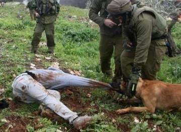 Settler dogs attack a citizen in Kisan