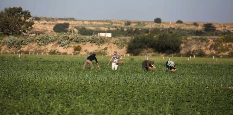 Occupation targets fishermen, farmers and sheep herders in Gaza