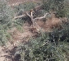 Settlers cut olive trees south of Nablus