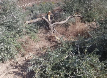 Settlers cut olive trees south of Nablus