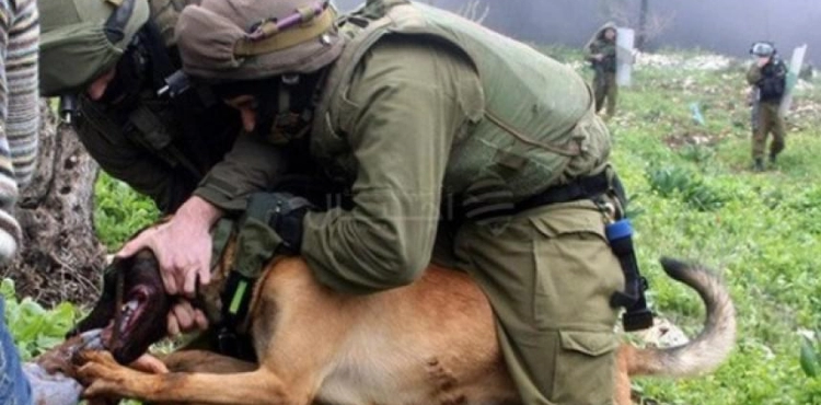 This is how the Israeli soldiers intentionally left a dog draining a boy&acute;s neck during the arrest!
